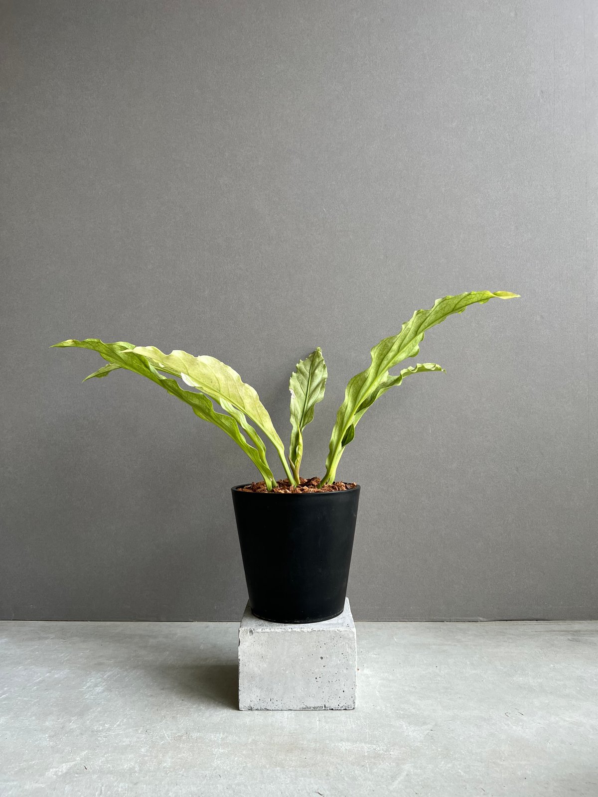 アンスリウム プロウマニー ミント 斑入 「Anthurium Plowmanii Mint