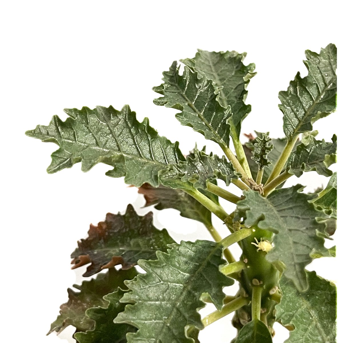 ドルステニア ジプソフィラ x ラブラニー 「Dorstenia gypsophila x l