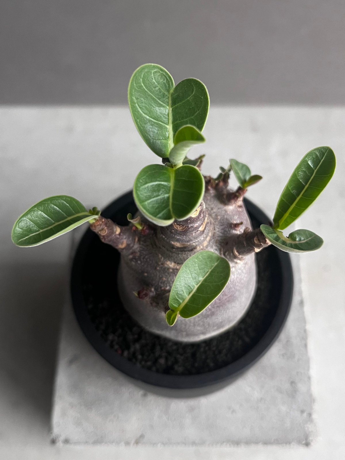 アデニウム アラビカム スーパー ドワーフ “ブラック” 「Adenium