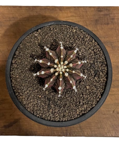 CATEGORY サボテン | SHOUCHIKUEN