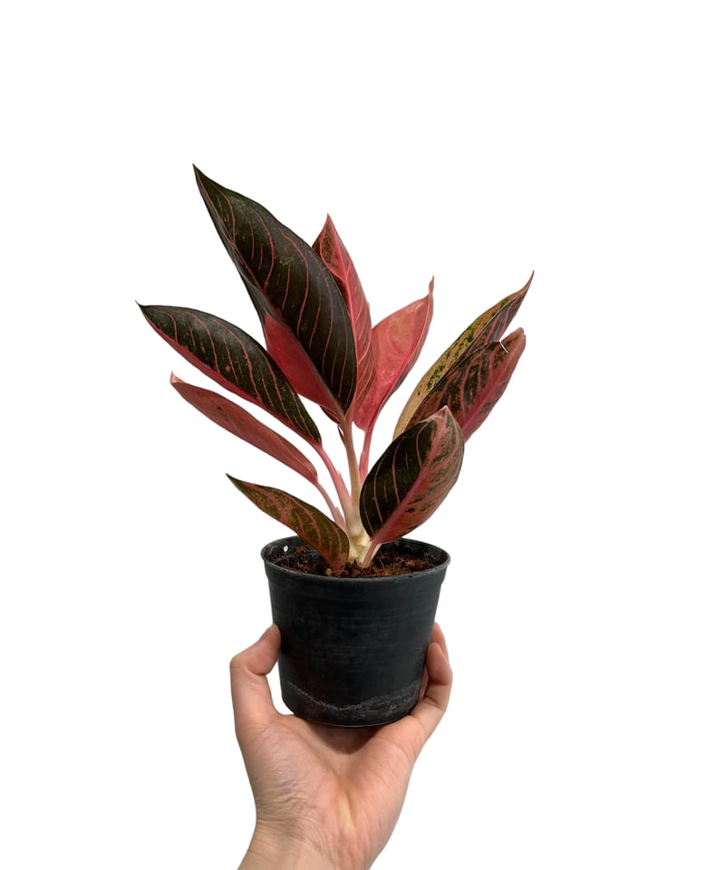 希少品種！アグラオネマ ライトオブヘブン 安い6. Aglaonemaの通販商品