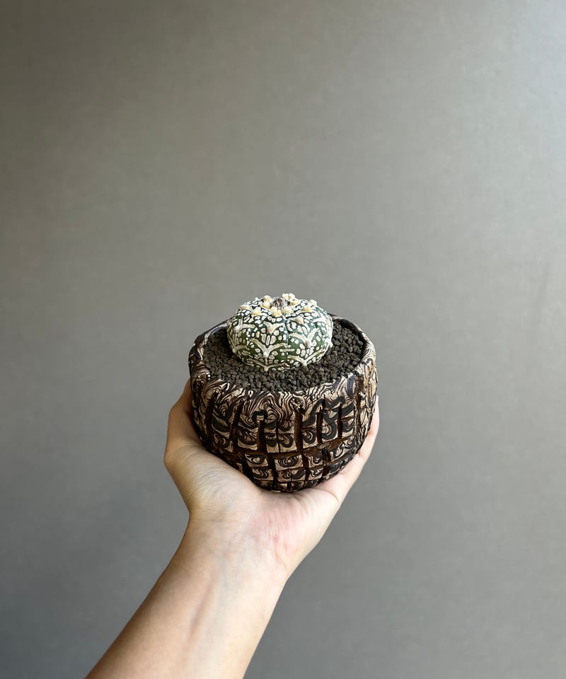 アストロフィツム・螺旋盤石　鉢付き アストロフィツム 兜 Vタイプ (実生苗) + plantsmonsters pot「Astr