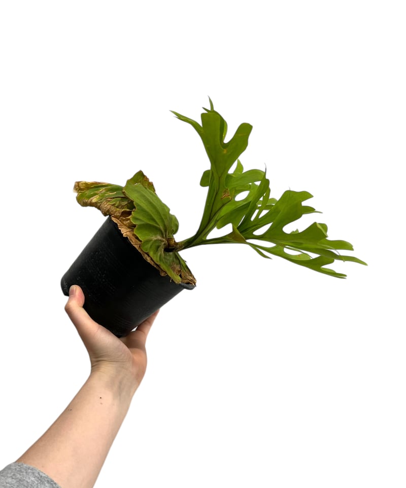 リドレイナノ 撒きビカクシダ 〝P.ridleyi Nano〟, 極細葉のリドレイ