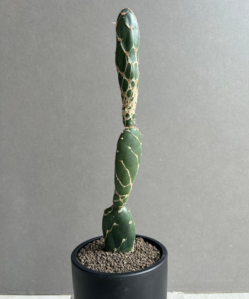 オプンチア ゼブリナ 'コブラ'「Opuntia zebrina 'Cobra'」52L |