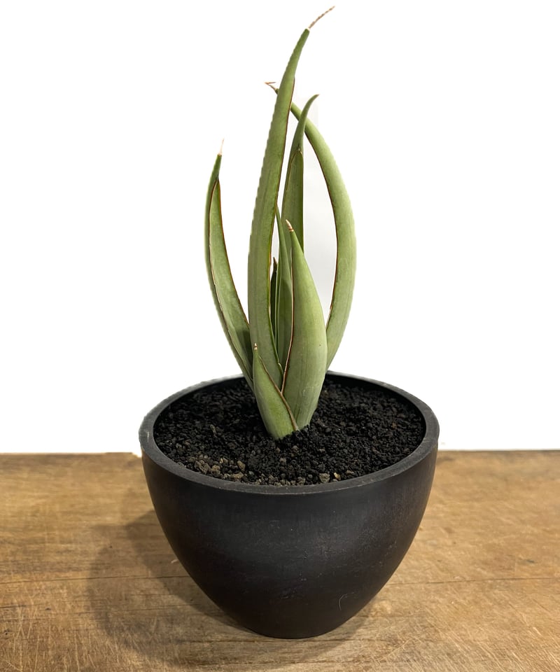 EMP サンセベリア ヘルファイヤ / SA251 サンセベリア ヘルファイア「Sansevieria Hellfire」4/19-361 | S