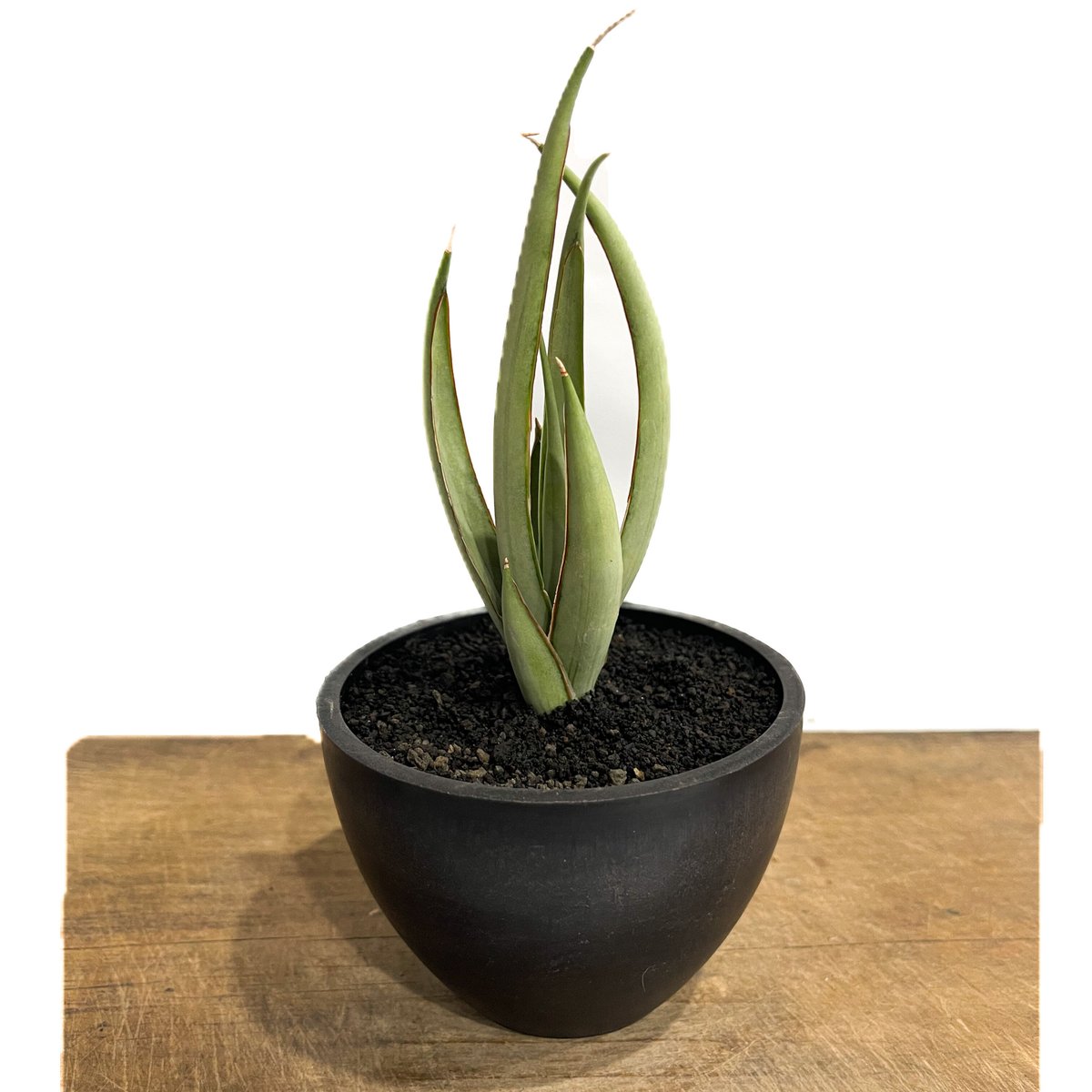 サンセベリア ヘルファイア「Sansevieria Hellfire」4/19-361 | S