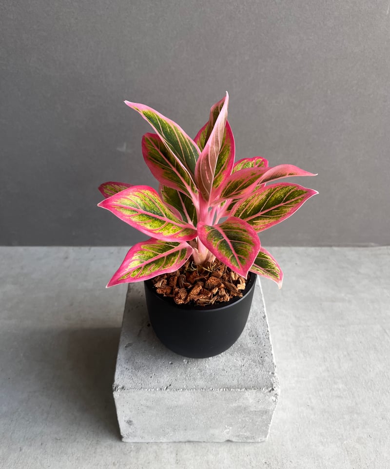 アグラオネマ ロータス デライト 「Aglaonema Lotus Delight アグラオネマ ロータス デライト 「Aglaonema Lotus Delight