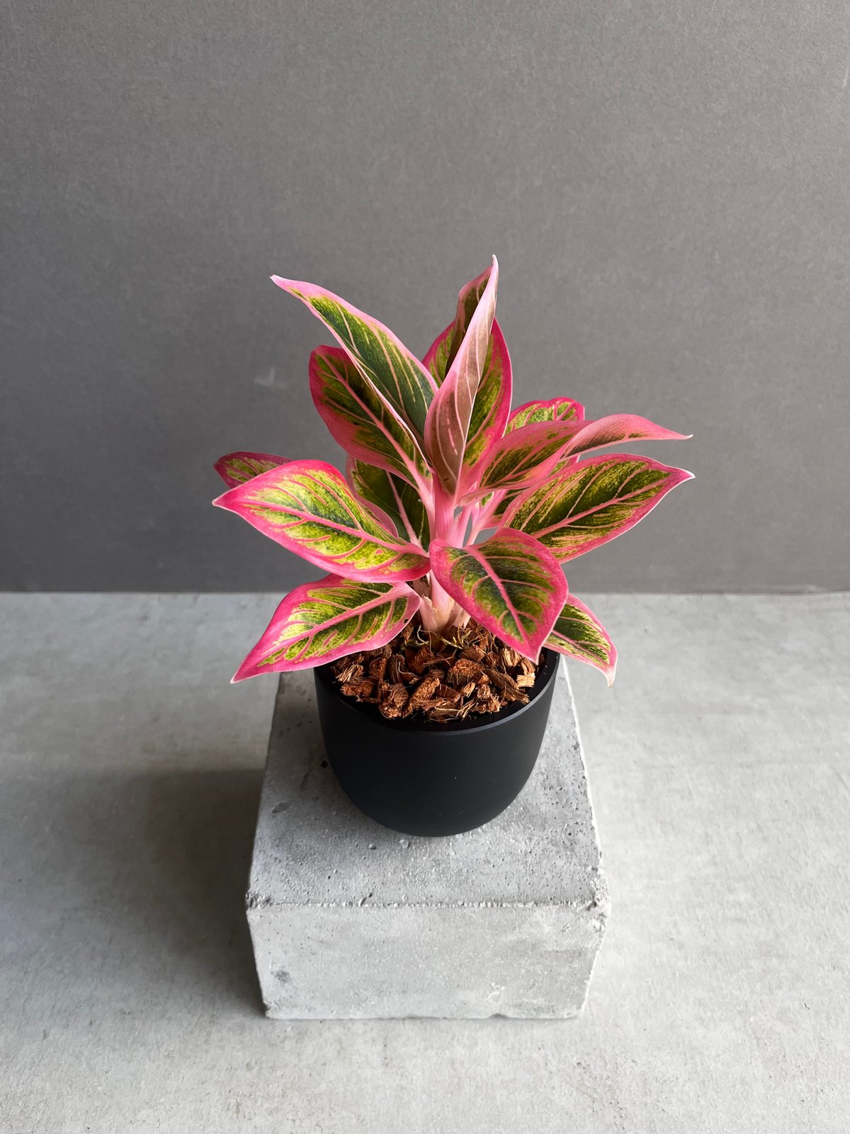 アグラオネマ ロータス デライト 「Aglaonema Lotus Delight」89Z |