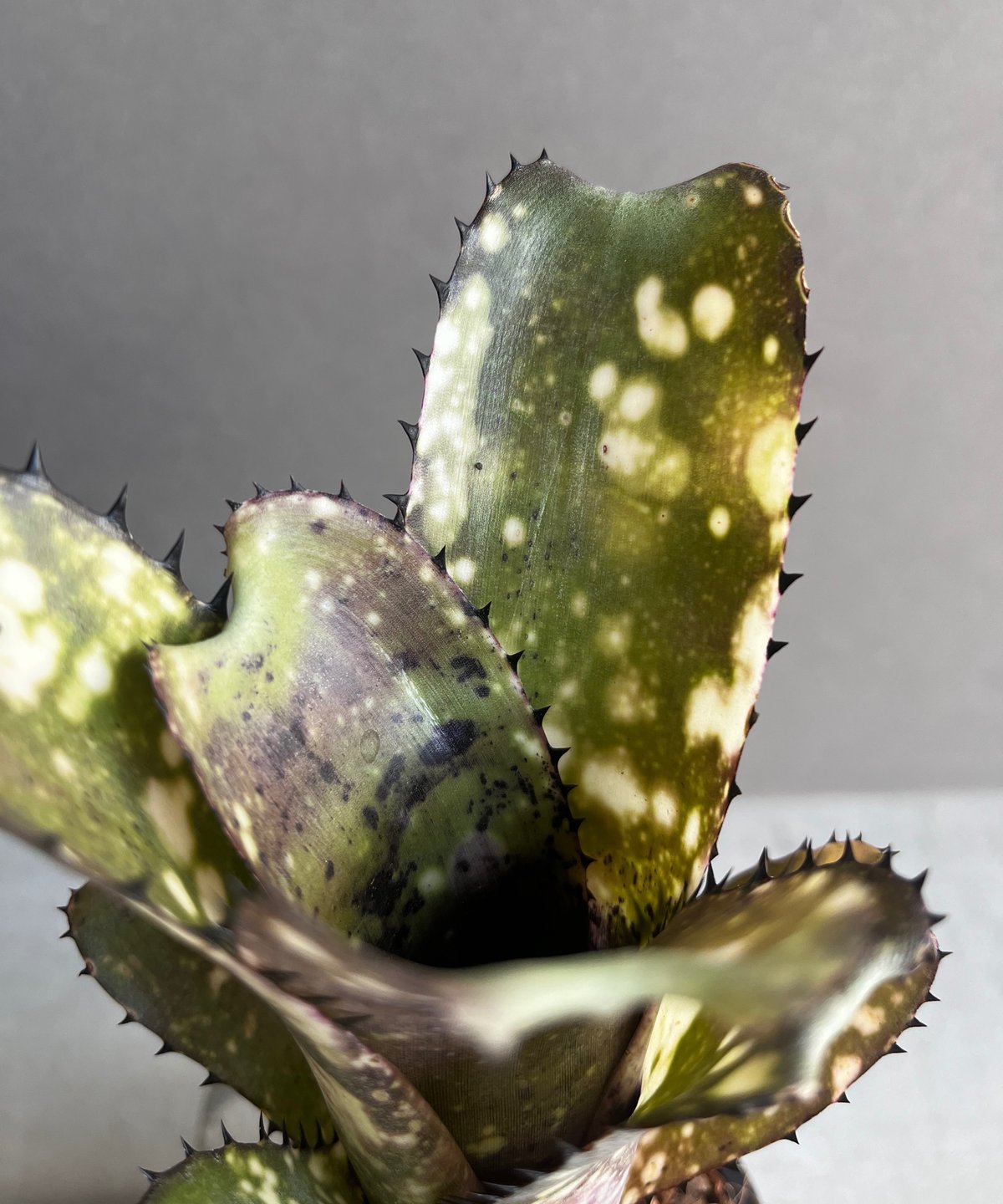 Billbergia 'Cold Fusion'〔ビルベルギア〕B0254 現品】ビルベルギア・コールドフュージョン Billbergia `Cold Fusion