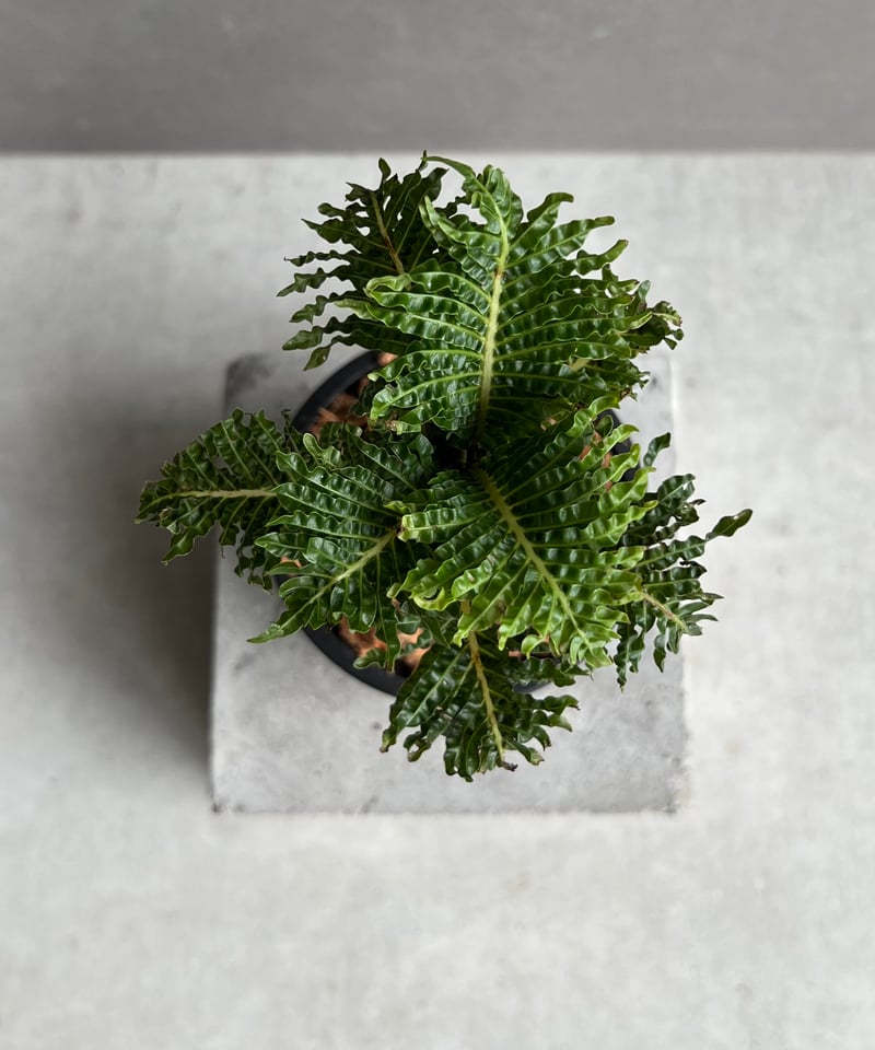 ブレクナム ギッバム ドワーフ シダ植物 Blechnum gibbum ブレクナム・ギッバム・ドワーフ - Eye's factory