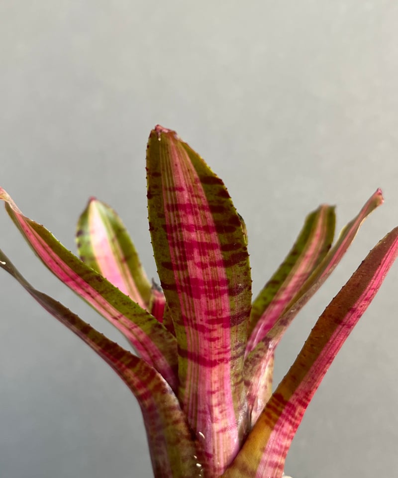 ネオレゲリア アベンチュラ + plantsmonsters pot 「Neoregelia