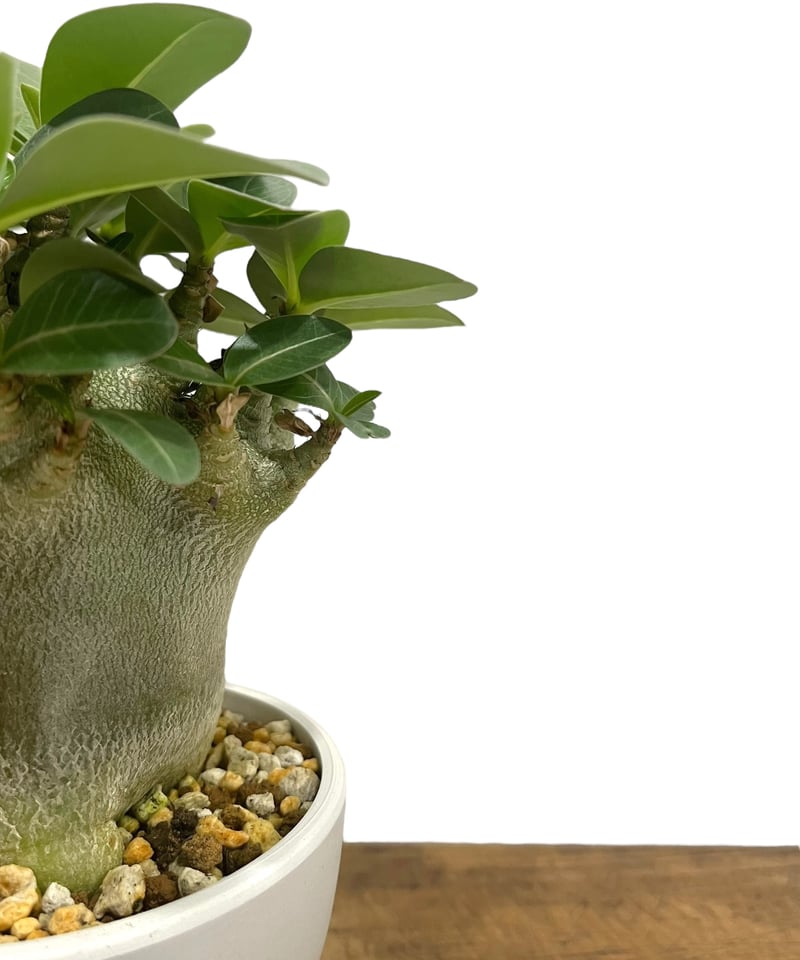 アデニウム アラビカム スーパー ドワーフ タイプ 「Adenium arabicum