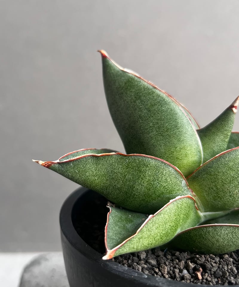 サンセベリア オペラ ハウス 「Sansevieria Opera House 」36B |