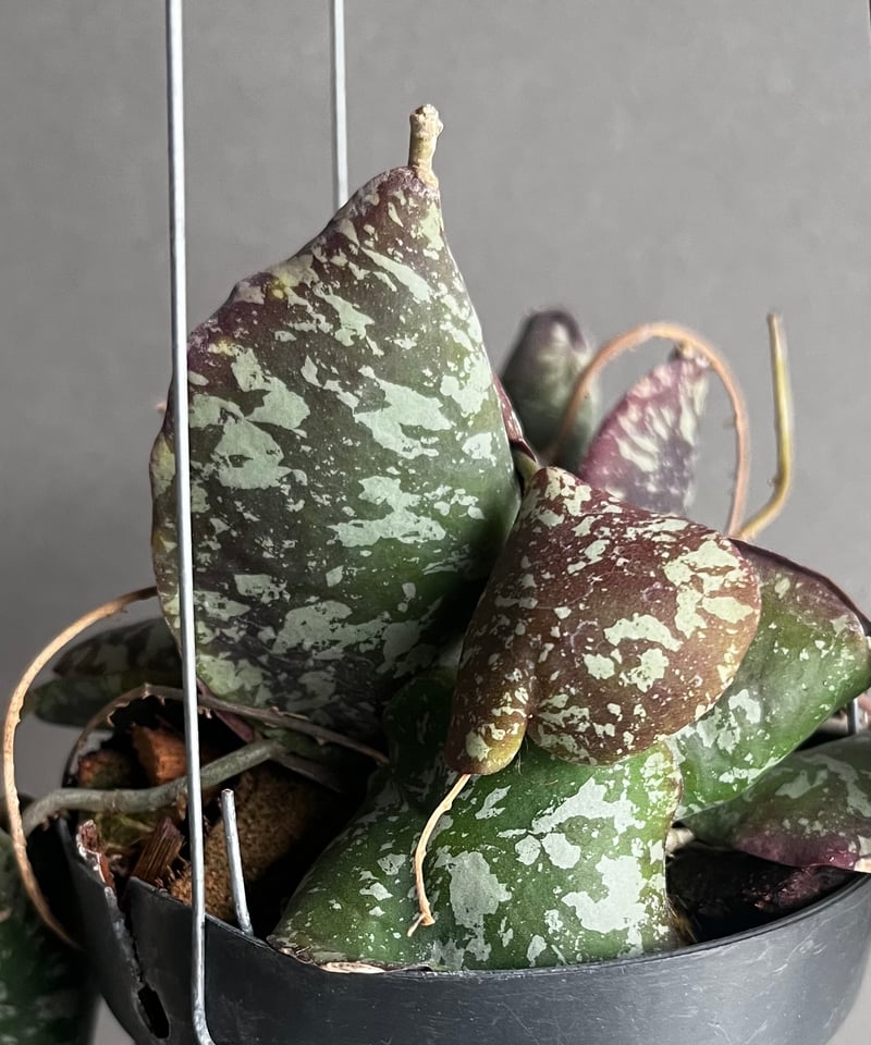 観葉植物ホヤ　インブリカータ 超ロング Hoya Imbricata ホヤ インブリカータ ホヤ植物 ホヤの花 観葉