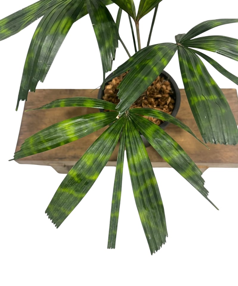 リクアラ マッタネンシス マプ 「Licuala mattanensis 'Mapu