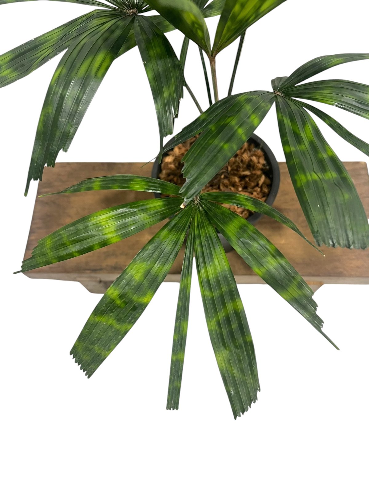 リクアラ マッタネンシス マプ 「Licuala mattanensis 'Mapu