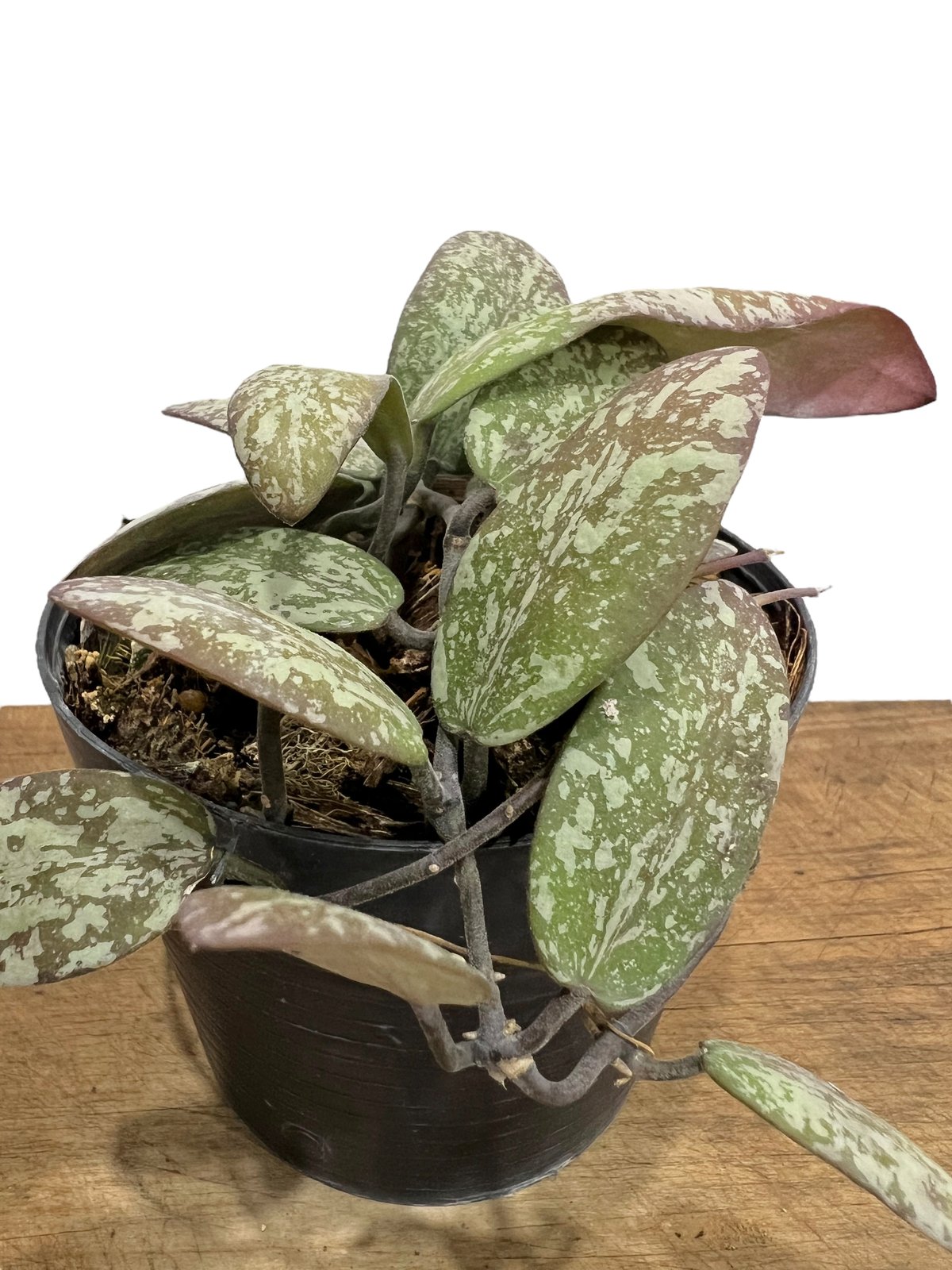 ホヤ シギラティス シルバー ボルネオ 「Hoya sigilatis Silver