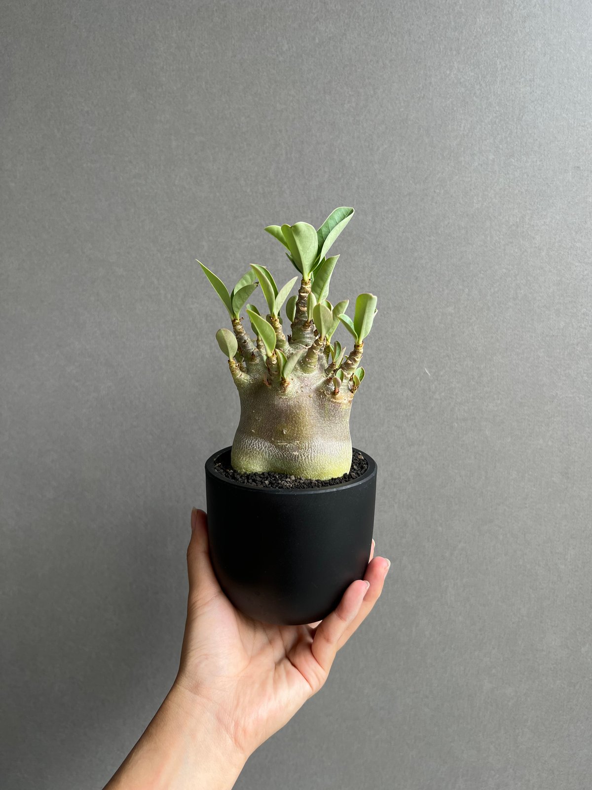 アデニウム アラビカム スーパー ドワーフ “ブラック” 「Adenium