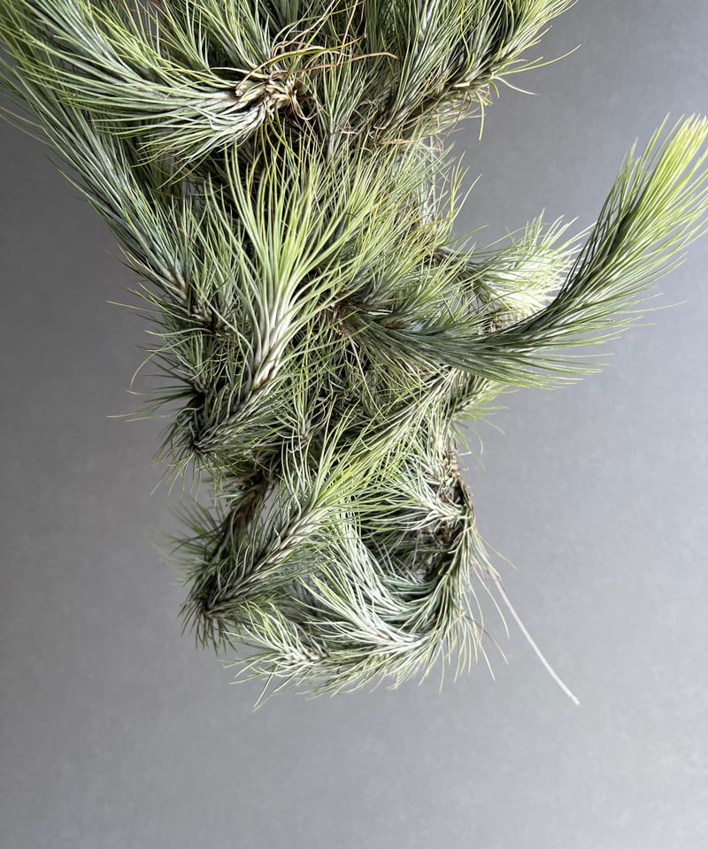 ティランジア フンキアナ クランプ 「Tillandsia funckiana clump」8