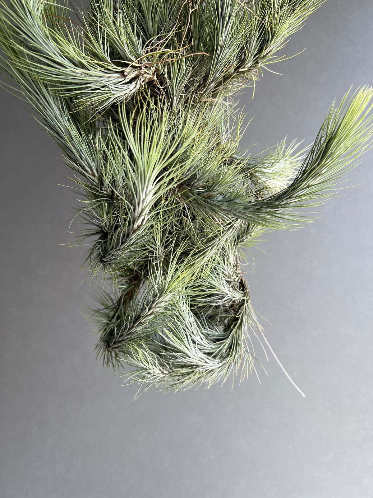 ティランジア フンキアナ クランプ 「Tillandsia funckiana