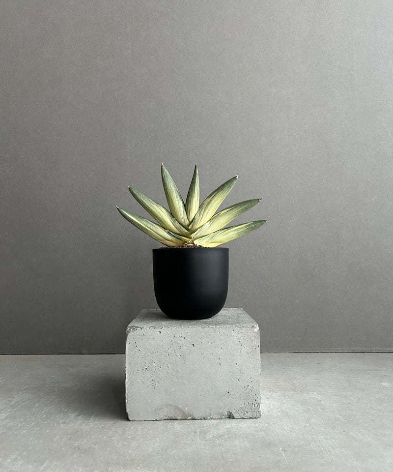 サンスベリア ユキオンナ ② サンセベリア sansevieria サンセベリア 雪女(ユキオンナ) 「Sansevieria 'Yuki Onna' 」96L