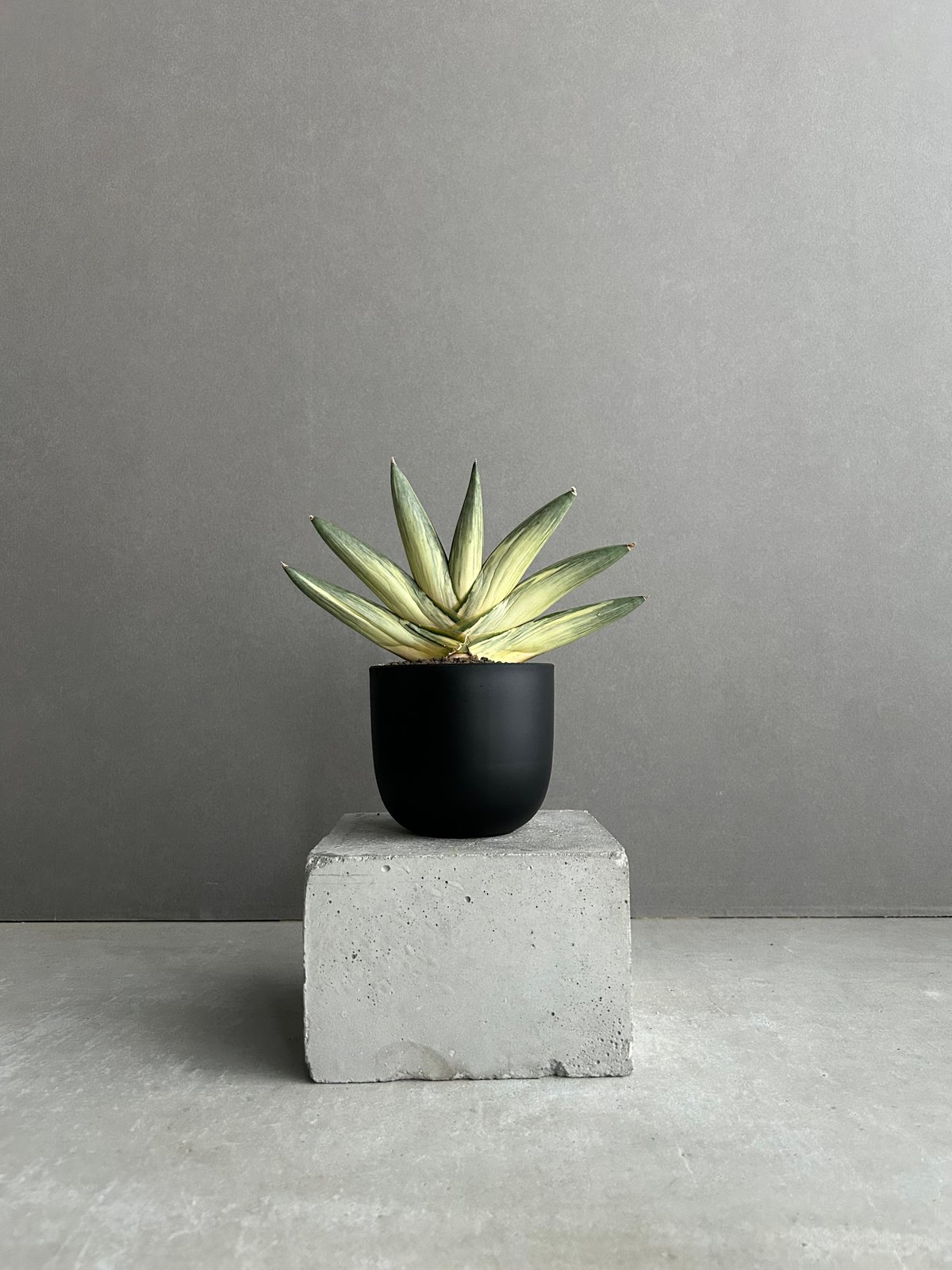 サンスベリア ユキオンナ ③ サンセベリア sansevieria サンセベリア 雪女(ユキオンナ) 「Sansevieria 'Yuki Onna' 」96L