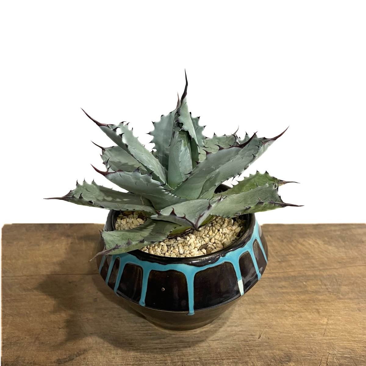 アガベ コロラータ +YON-HACHI「Agave colorata」12E-3 | SHO