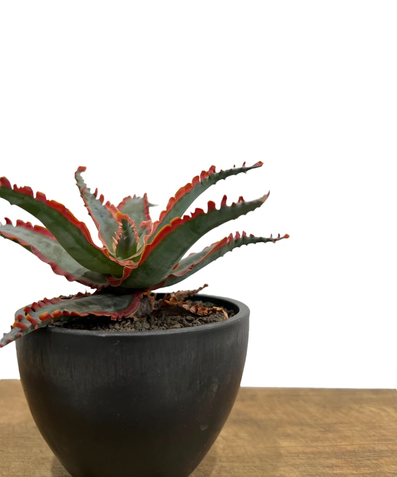 アロエ ハイブリッド “選抜個体” 「Aloe Hybrid “Select”」37L アロエ ハイブリッド “選抜個体” 「Aloe Hybrid “Select”」37L