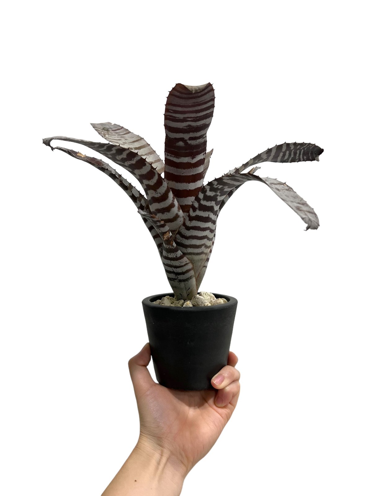 ブロメリア・エアープランツ Aechmea Black Ebony x Wide Leaf ブロメリア・エアープランツ Aechmea Black Ebony x Wide Leaf