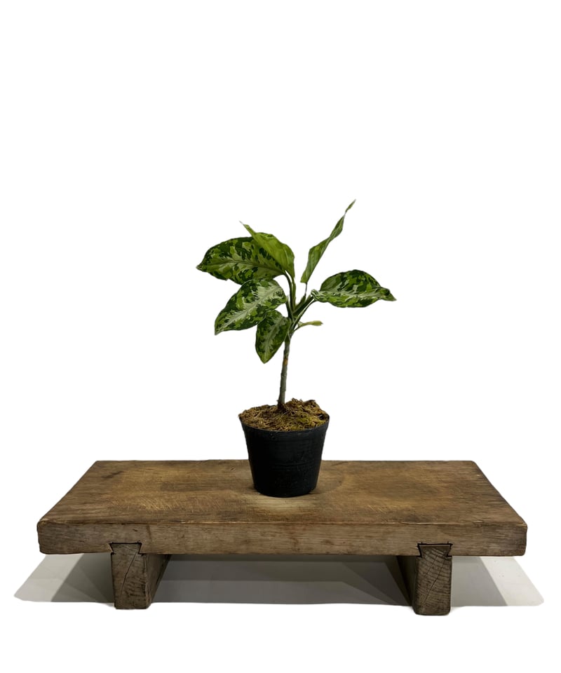 アグラオネマ ピクタム トリカラー「Aglaonema pictum tricolor