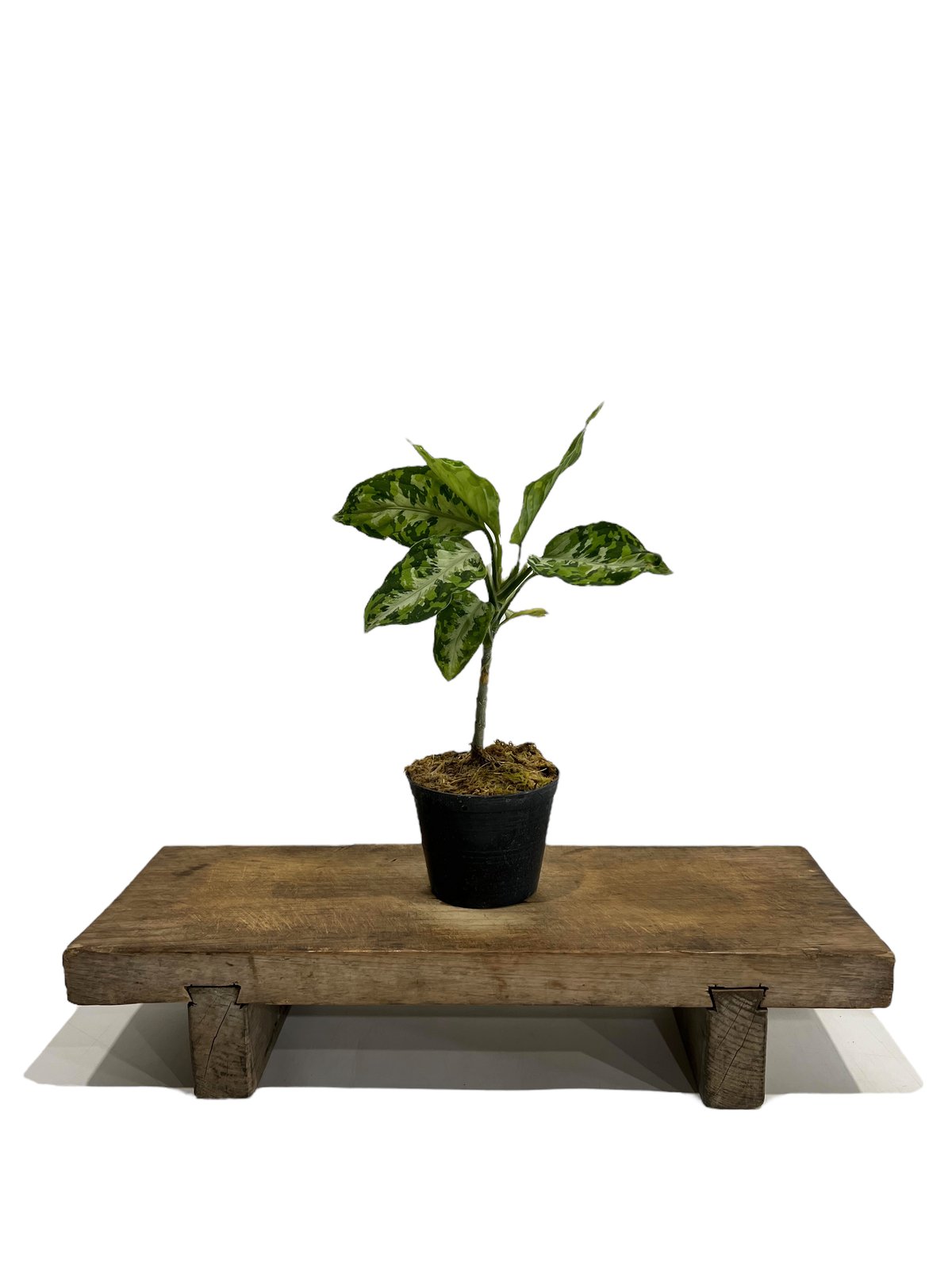 アグラオネマ ピクタム トリカラー「Aglaonema pictum tricolor アグラオネマ ピクタム トリカラー「Aglaonema pictum tricolor