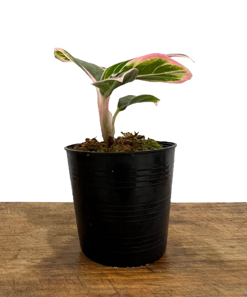 アグラオネマ ロータス デライト 「Aglaonema Lotus Delight」62M |
