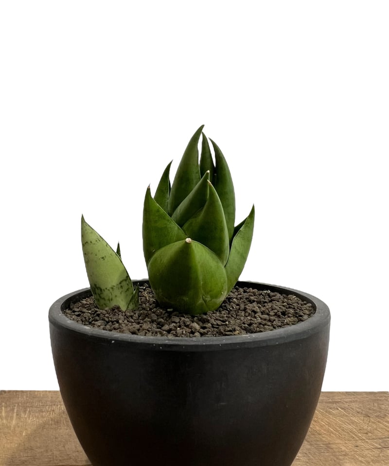 サンセベリア スリ パトゥム (by アンヤマニー ガーデン