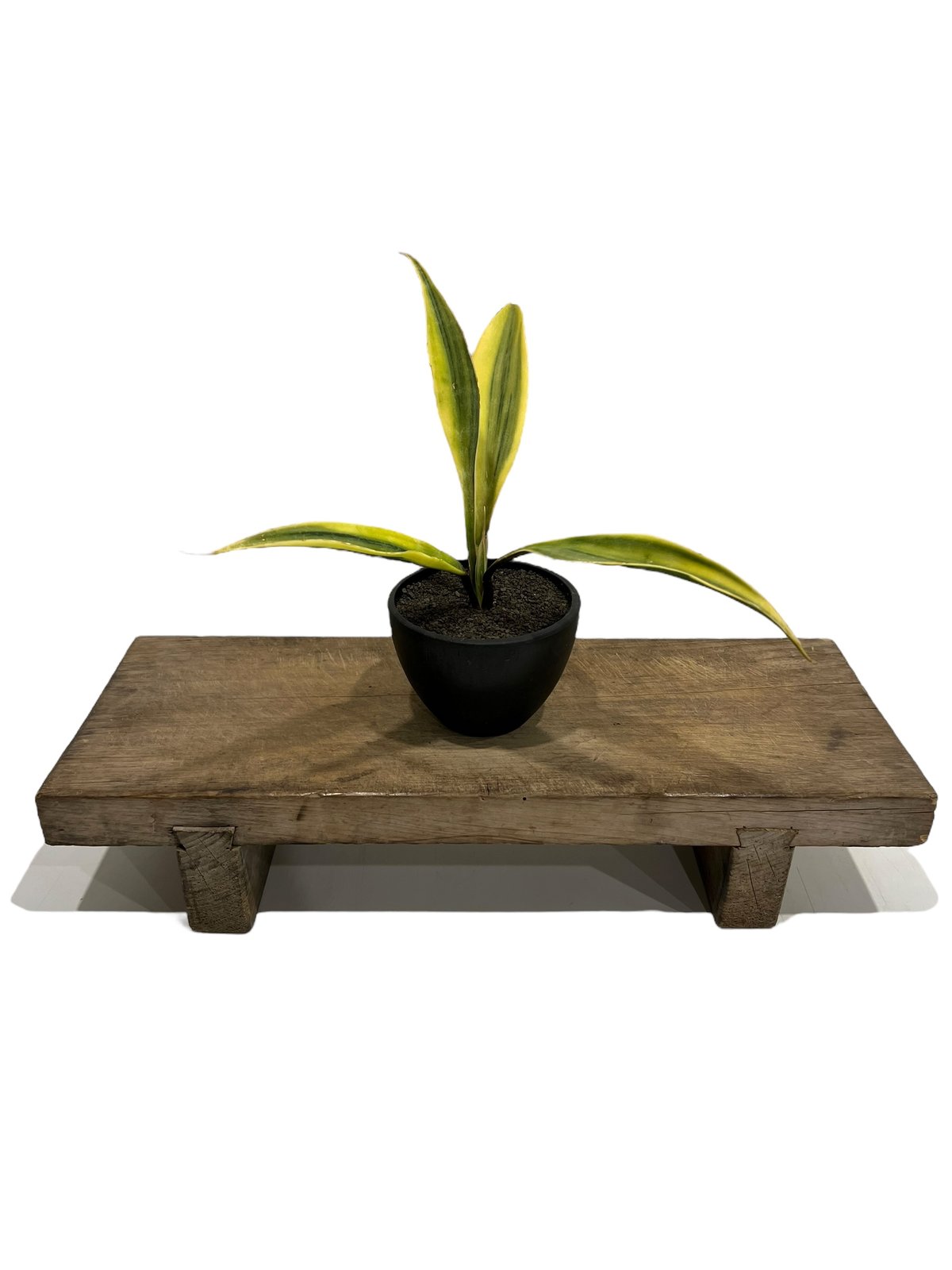 サンセベリア サドワラ ケーブス 斑入 Sansevieria Sudwala caves v