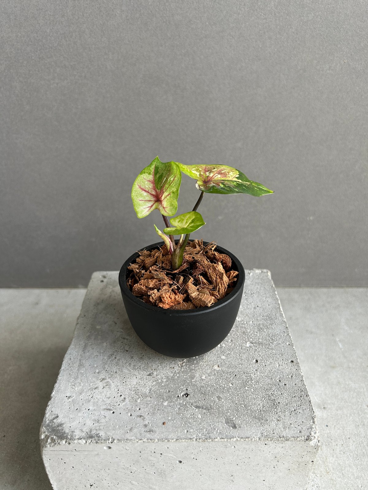 カラジューム ハイブリッド “サンセット” 「Caladium Hybrid “Sinset”