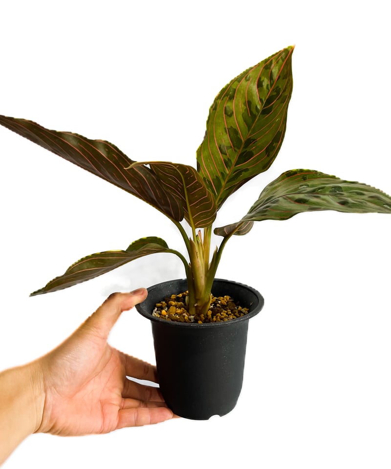 アグラオネマ レッドアーミー「Aglaonema Red Army」1/12 | SHOUCH