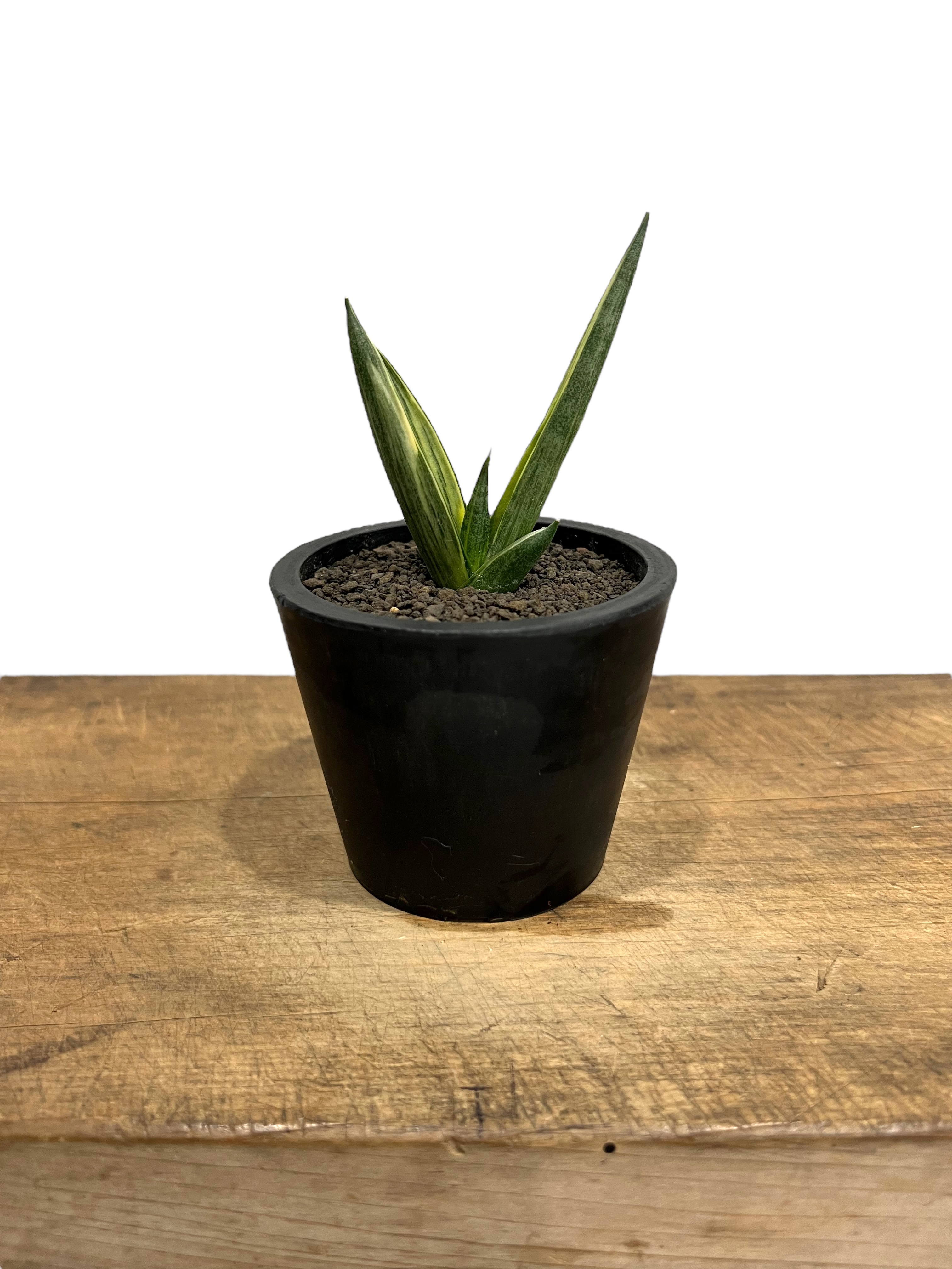 観葉植物 は*リ様 S15302☆オークション販売☆ サンスベリア スノー