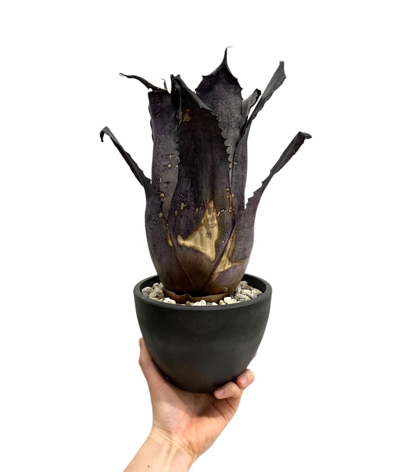 YAMA Hohenbergia leopoldo H DSなど2点 Hohenbergia Leopoldo horstii W spain [2] – THE LITTLE SHOP