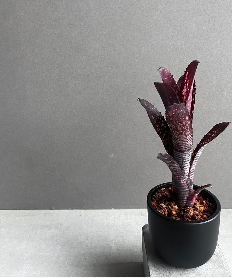 ビルベルギア オビ-ワン 「Billbergia Obi - Wan」97C | SHOUCH