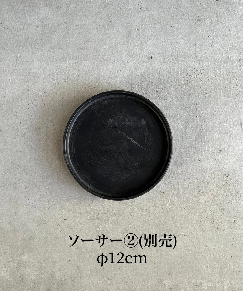 スキンダプサス　トレビー　ダークイエロー スキンダプサス トレビー ダークフォーム イエロー斑入り/Scindapsus