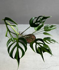 ボスウェリア サクラ (実生苗)「 Boswellia Sacra」4/12-279 | SH