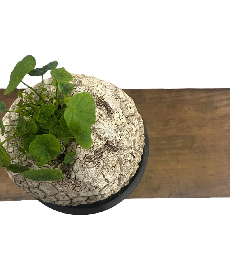 ステファニーコーム 【限定】スカーレットノーブル 定価330,000