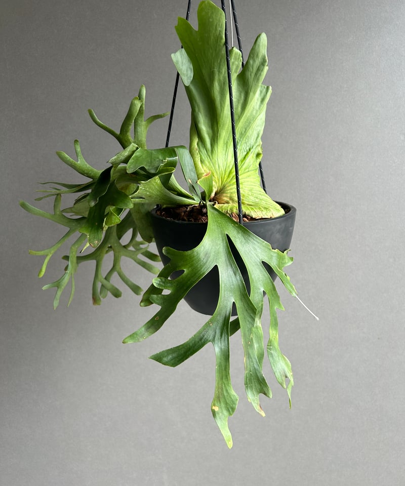 ビカクシダ コロナリウム “タオ ビン”「Platycerium coronarium “Ta