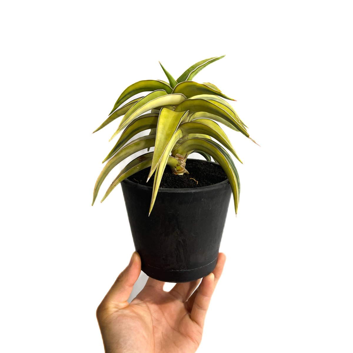 サンセベリア lav.23251 ハイパー斑入り「Sansevieria lav. 23251