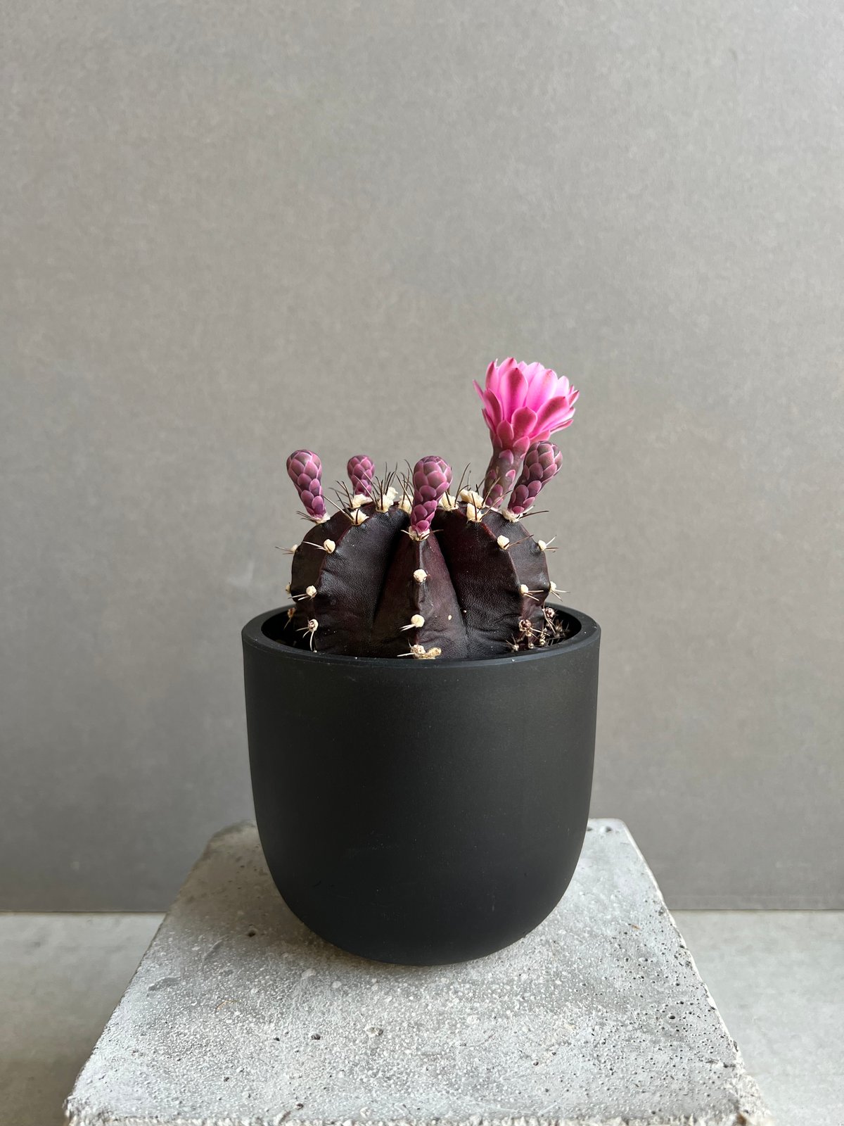 ギムノカリキウム ブラック ウィドウ(実生) 「Gymnocalycium