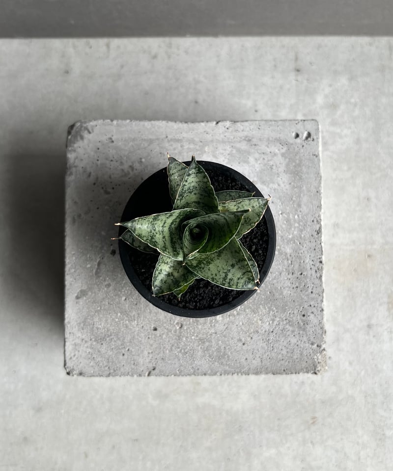 サンセベリア スサノオ 「Sansevieria Susano 'O' (by Unyaman