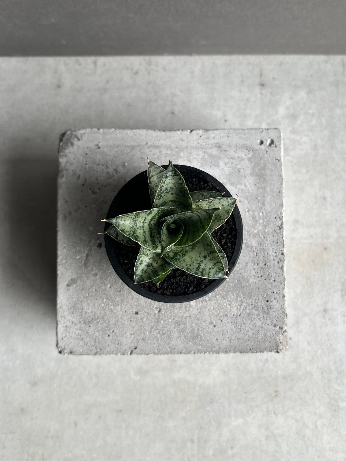 サンセベリア スサノオ 「Sansevieria Susano 'O' (by Unyaman