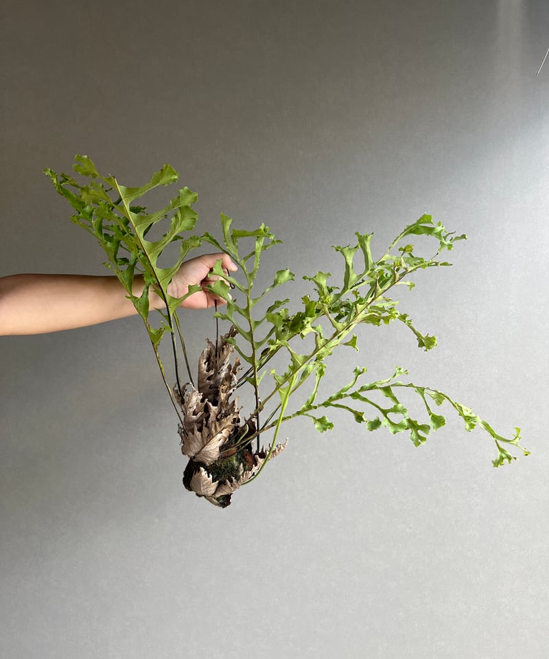 希少 大型 斑入り ドリナリア クエルシフォリア ドリナリア クエルシフォリア（斑入り） 5号吊り鉢* の通販