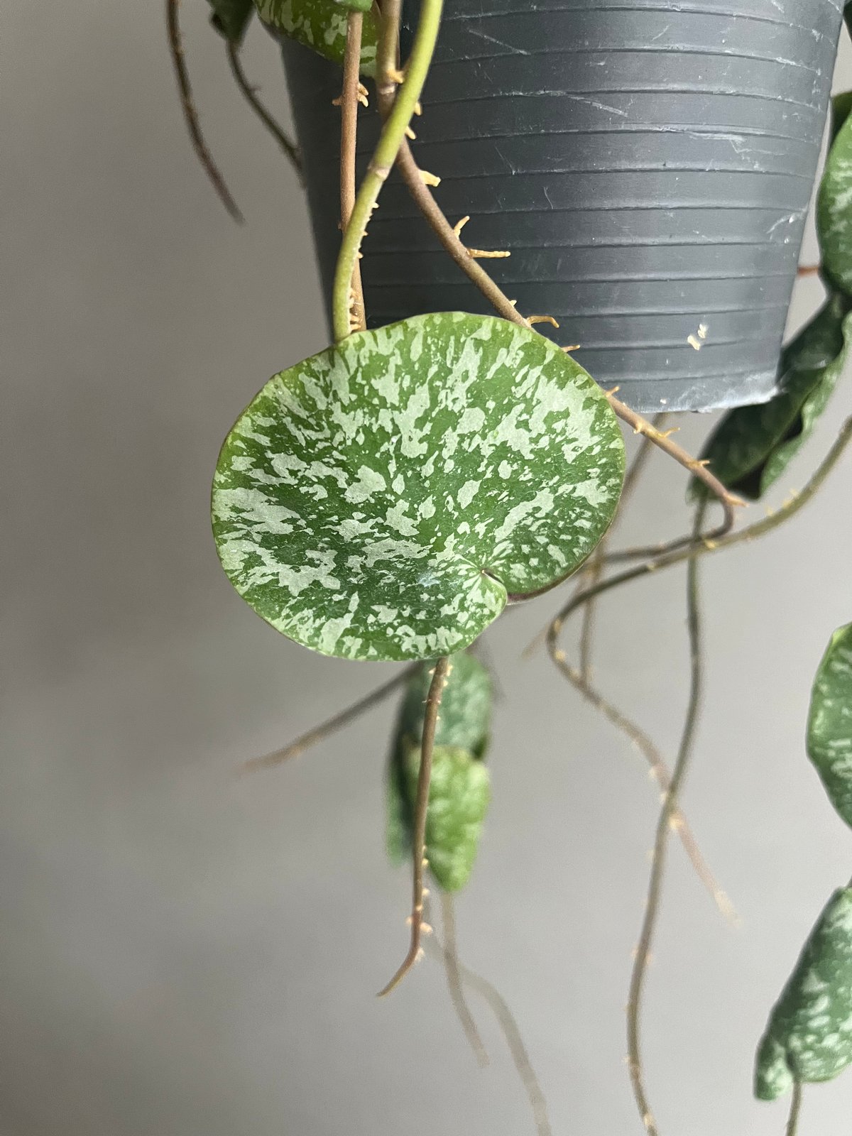 ホヤ インブリカータ 花 ホヤ インブリカータ Hoya imbricata 72R 