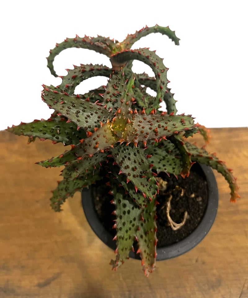 アロエ ハイブリッド “選抜個体” 「Aloe Hybrid “Select”」56U | S